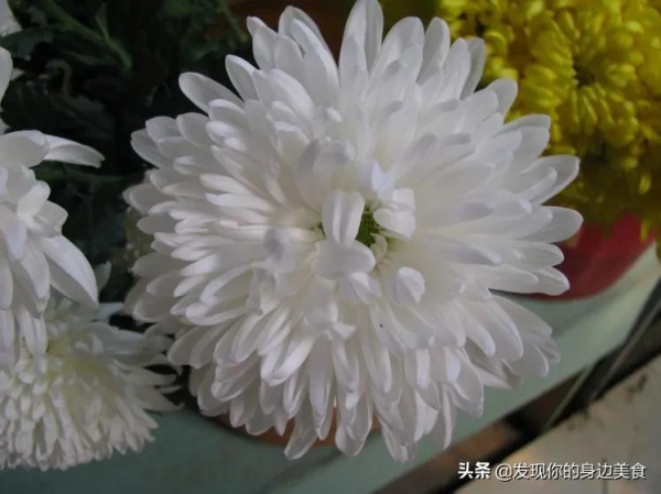 傲霜菊花奪人眼