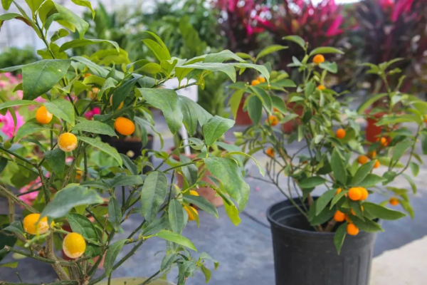 我們的節日 &vert; 給你的年味錦上添&OpenCurlyDoubleQuote;花&rdquo;！