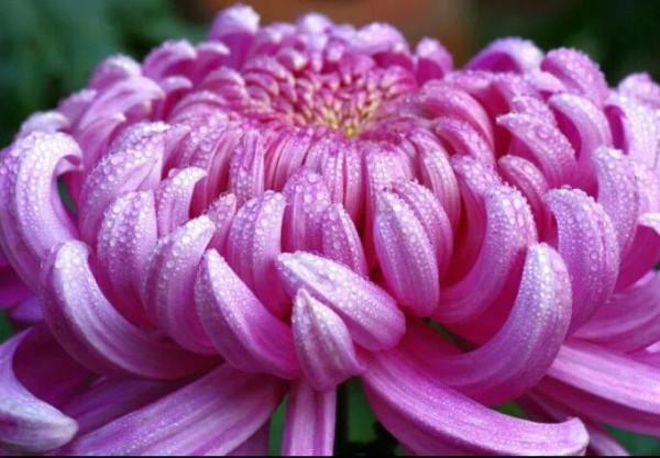 陶淵明陶公的菊意生活