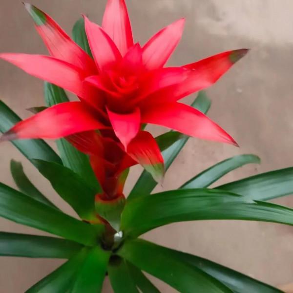 冬季花市最常見的植物哪些怕冷？這裡總結了十多種，你養過嗎