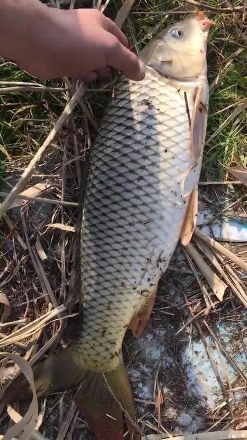 釣鯉魚注意五個細節和手法，不愁釣不到