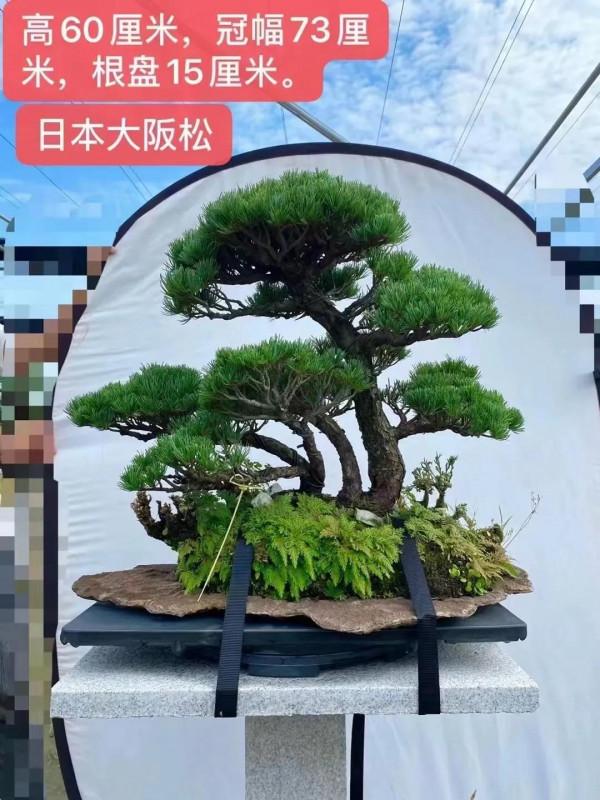 大師製作，難得一見，都是珍藏品