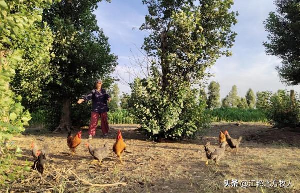 靠養殖到底能不能致富？江豔實話實說，再聽聽她的致富經