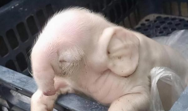 豬生象是真的？母豬生的豬崽鼻子長在額頭上，6釐米長才一個孔