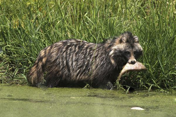 上千只貉“佔領”上海，賴在城市不走了，還把小區當成自己家