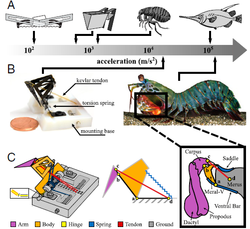 周智偉 | 螳螂蝦撞擊附肢的多連桿模型
