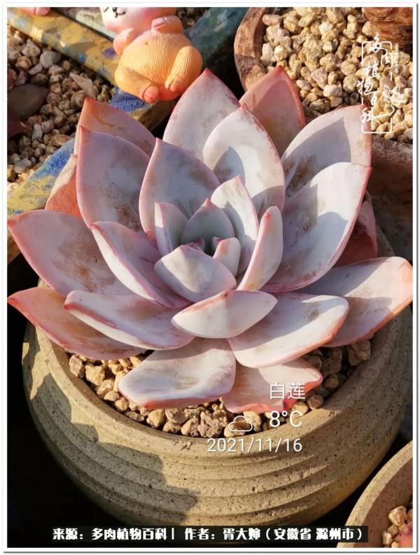 因多肉遇見滿滿的愛和美好，有多肉相伴，歲月生香