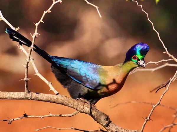 吃葡萄不吐葡萄皮，畫著紅色眼影的食果鳥