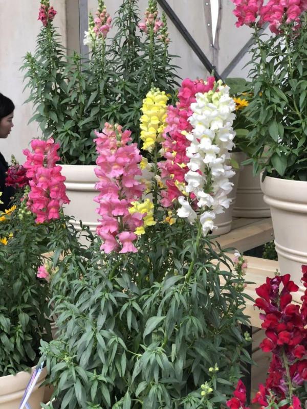 1種花長得像金魚，耐寒好養活，種得越多越壯觀