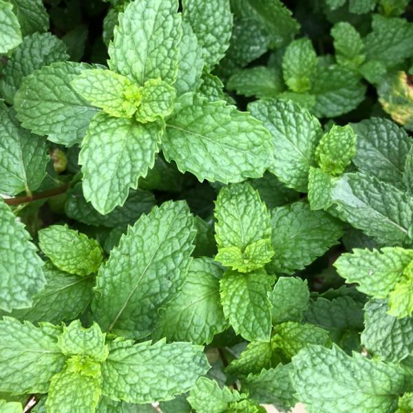 100種常見植物圖鑑,出門識花不再難,適合給小孩子做科普範文 100種常見植物圖鑑,出門識花不再難,適合給小孩子做科普範文