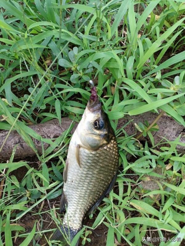 自制釣大板鯽神器“動態朝天鉤”試驗成功!和釣友們分享一下 自制釣大板鯽神器“動態朝天鉤”試驗成功!和釣友們分享一下