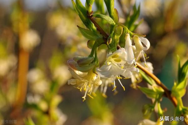 中藥清熱解毒之金銀花