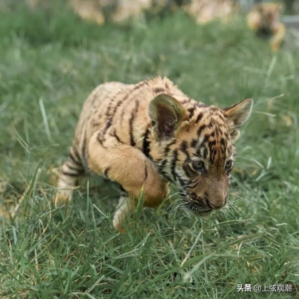 中國虎園&mdash;&mdash;欣賞動物動物世界的好去處