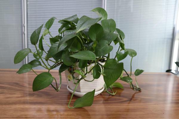 適合秋天養的4種花,“懶人”必備,不澆水反而長得旺 適合秋天養的4種花,“懶人”必備,不澆水反而長得旺