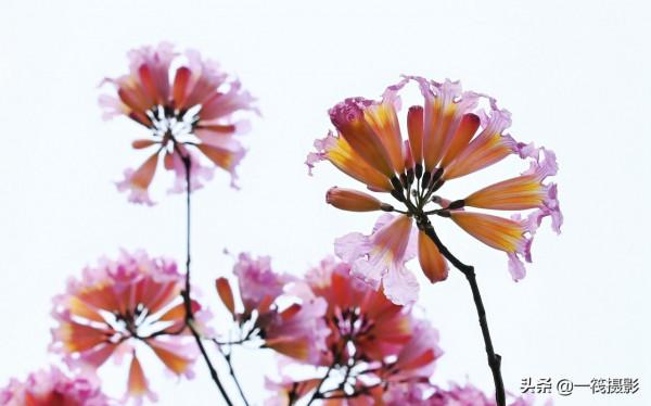 美麗的紫繡球花風鈴木