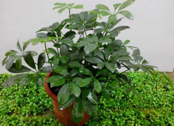 被譽為“招財樹”的鵝掌柴，居家盆栽該注意什麼？