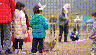 多圖預警｜鹿島公園&amp;趣玩萌寵節今日盛大開放