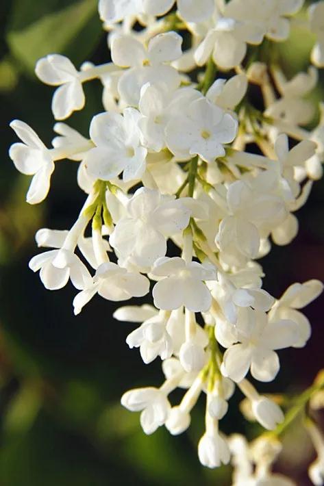 分享圖片，唯美浪漫丁香花