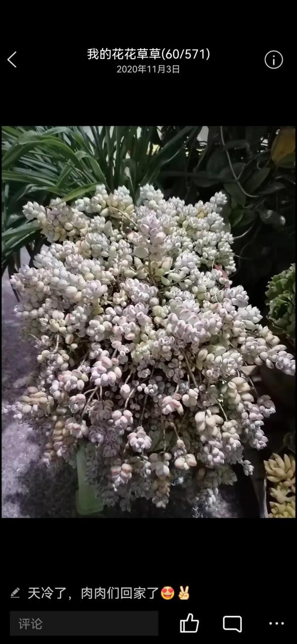 四年的達摩福娘,看她是怎樣一年一年蛻變的 四年的達摩福娘,看她是怎樣一年一年蛻變的