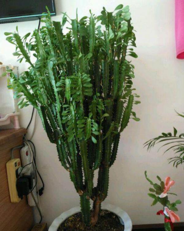 6種有毒的多肉植物，沒準你家就養了，養護要小心