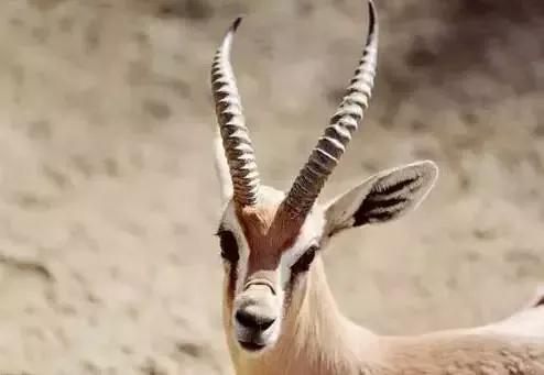 國寶級野生動物，你見過幾個？