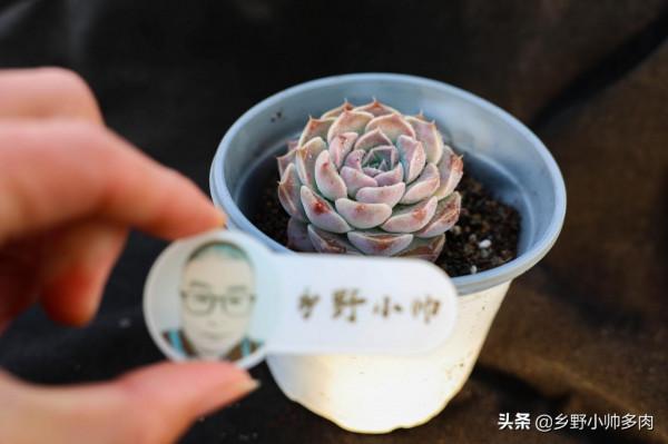 多肉美,玲瓏透嬌豔欲,小帥帶大家共賞冬日多肉之美 多肉美,玲瓏透嬌豔欲,小帥帶大家共賞冬日多肉之美