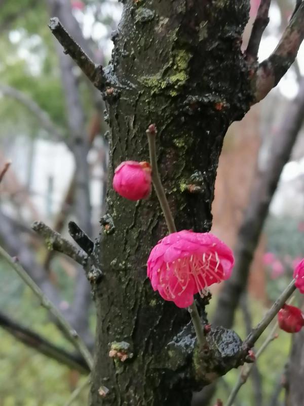 陸家新區中心公園賞梅