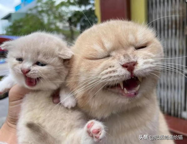 為啥叫貓“主子”？看了他的臉你就明白了