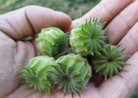 有種野草名叫苘麻,可治耳鳴,小時候村裡遍地都是,現在卻少了 有種野草名叫苘麻,可治耳鳴,小時候村裡遍地都是,現在卻少了