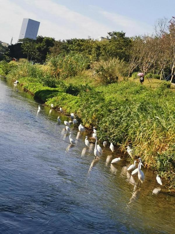 白鷺齊聚河道賽美 白鷺齊聚河道賽美
