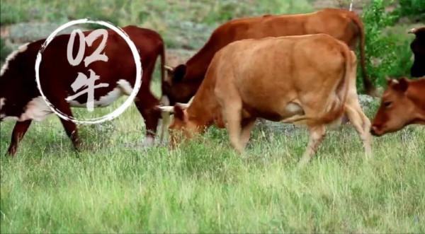 十二生肖輕鬆打油版,精彩多多,趣味多多,歡迎收藏,歡迎轉發 十二生肖輕鬆打油版,精彩多多,趣味多多,歡迎收藏,歡迎轉發
