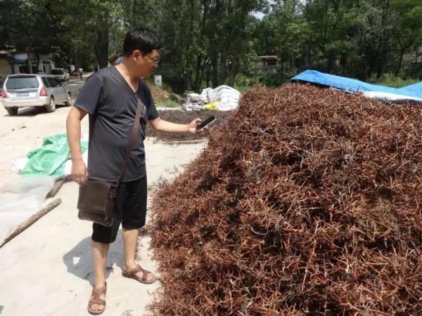 “天釘”，刺越大越值錢，50元一斤，如今卻很少見此樹