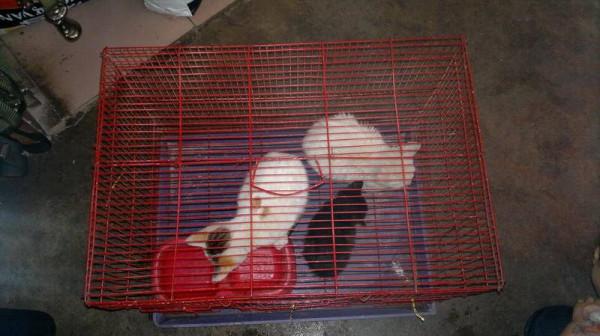 等待被交易的動物