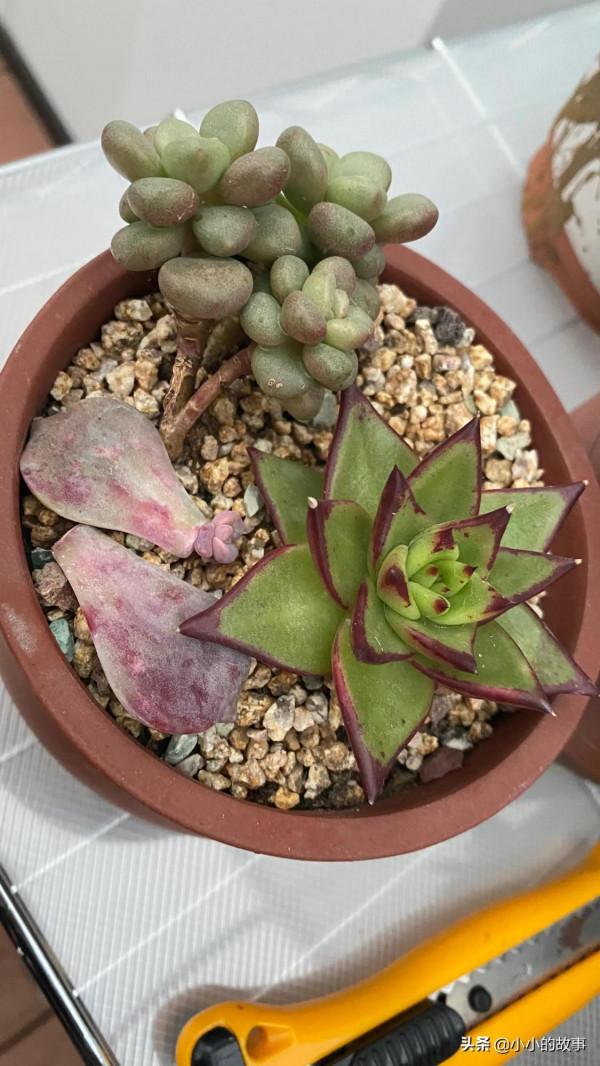 入冬的多肉 入冬的多肉