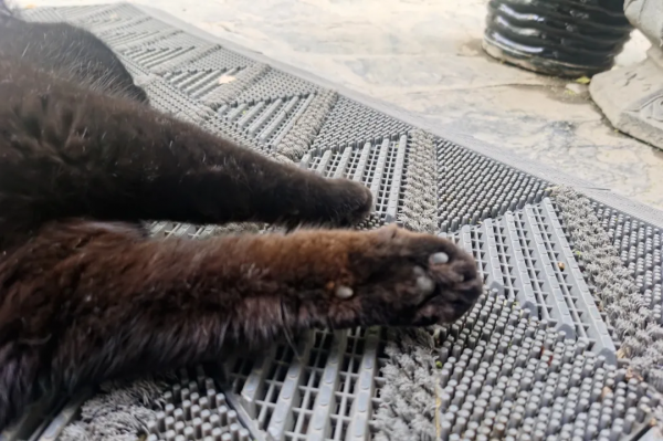 小貓咪“防曬”的奇葩開啟方式合集 小貓咪“防曬”的奇葩開啟方式合集