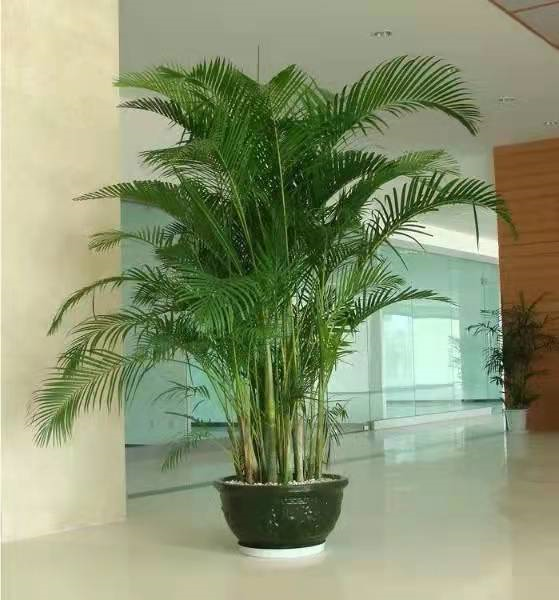 家中養&OpenCurlyDoubleQuote;5種竹&rdquo;，富貴不俗，護家祥瑞，好日子節節高升