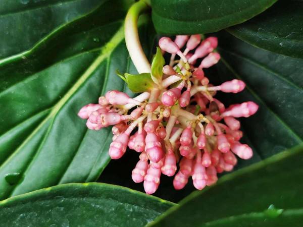 5種有“格調”的植物，養在家裡有氣質，一看就是有品位的人在養