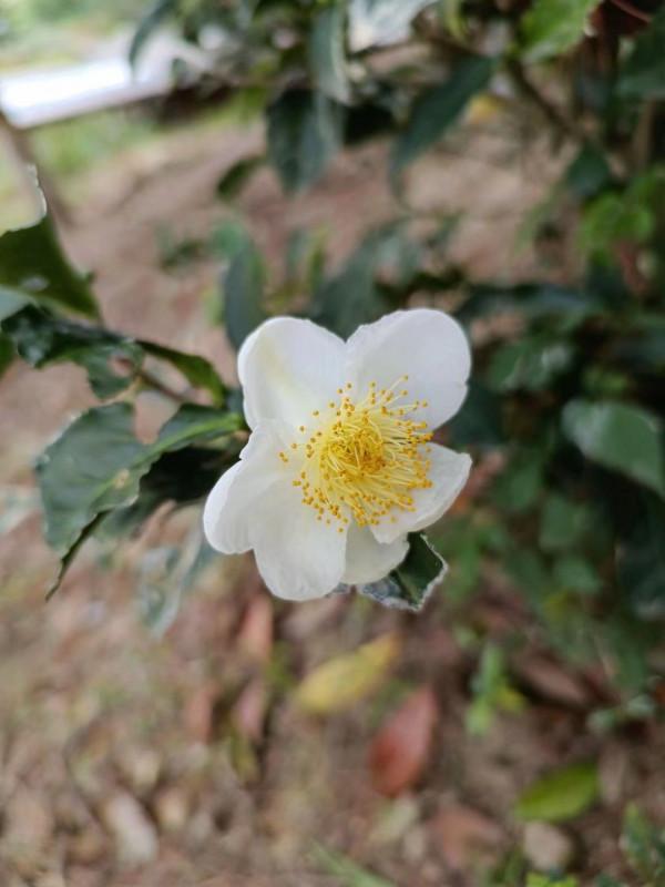 國慶露營記 國慶露營記