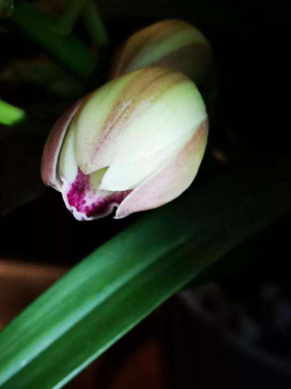 過冬三件套一讀書煮茶+養花