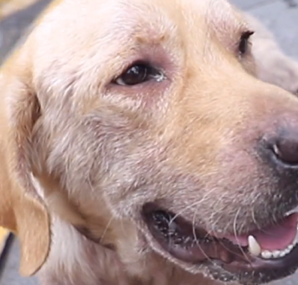 重慶：因為病痛而滄桑，許久沒人撫摸的拉布拉多，獲救後露出微笑