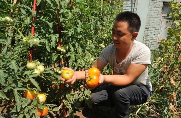 農村自留地是一種怎樣的存在？一文讓你看懂自留地的前世今生