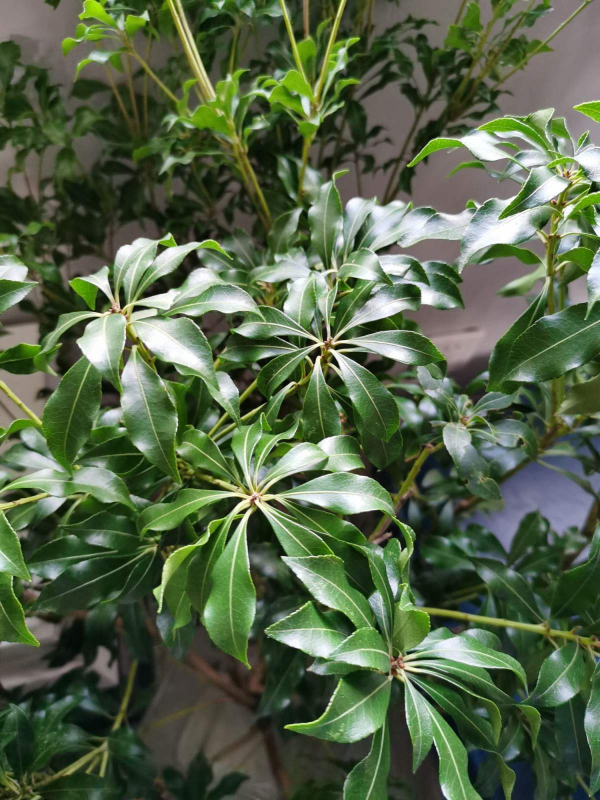 室內軟裝神器“馬醉木”，只需要一根樹枝，家裡氣質高八度