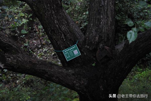 世外桃園——薊州苦梨峪村