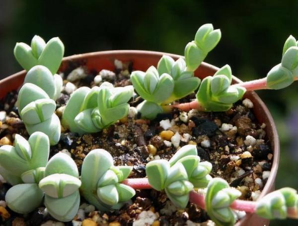 蜂窩煤渣燒完就丟？這樣處理一下，變身成養花的好材料