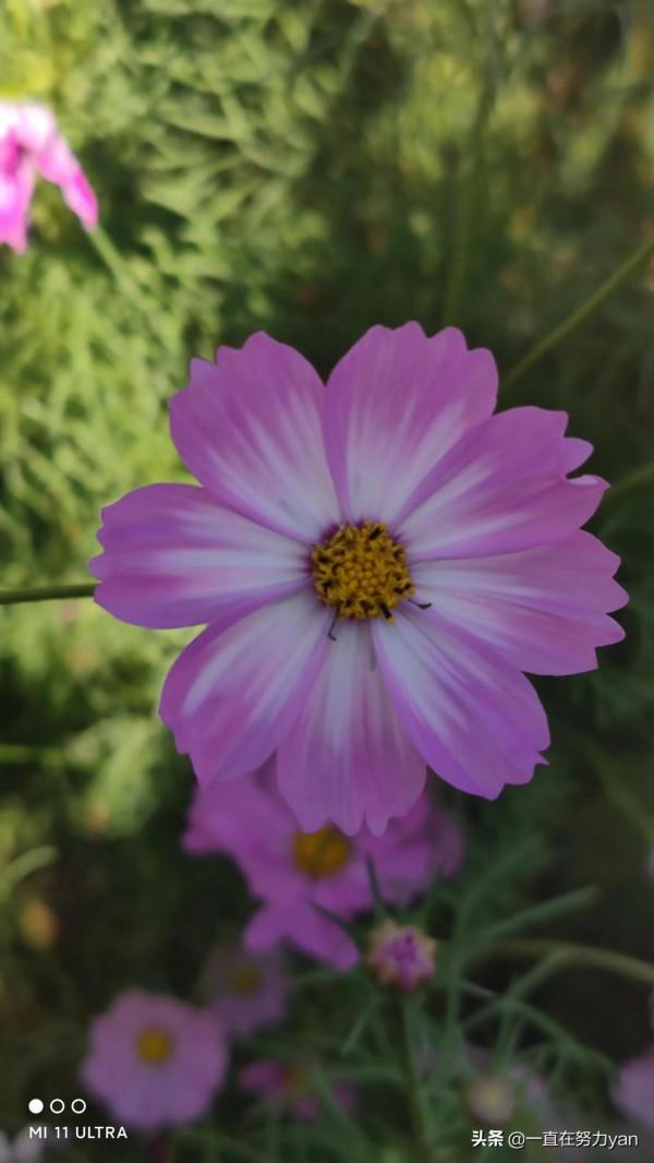 陳村花卉小鎮一遊