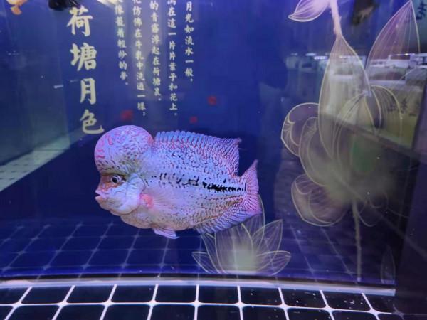 為什麼奉勸新手魚友，剛開始養魚，不要輕易嘗試飼養高檔魚？
