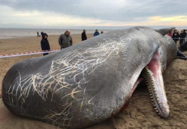 上海金山12頭瓜頭鯨擱淺事故！為何會擱淺？救援難度究竟有多大？