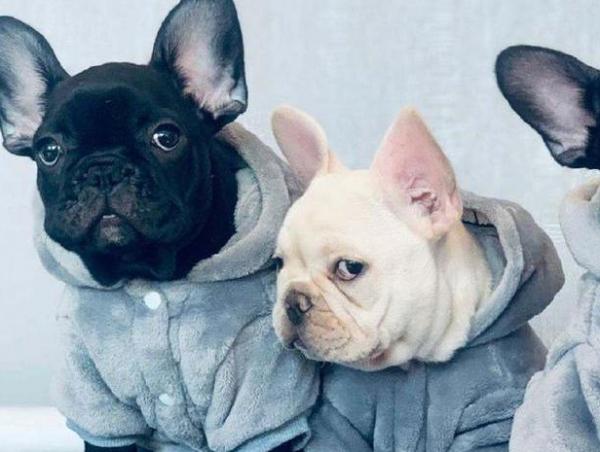 飼養法國鬥牛犬，這幾個問題別忽略