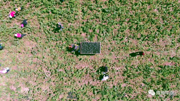 察右中旗:“電商+基地”帶動農產品銷售 讓農業經濟“活起來” 察右中旗:“電商+基地”帶動農產品銷售 讓農業經濟“活起來”
