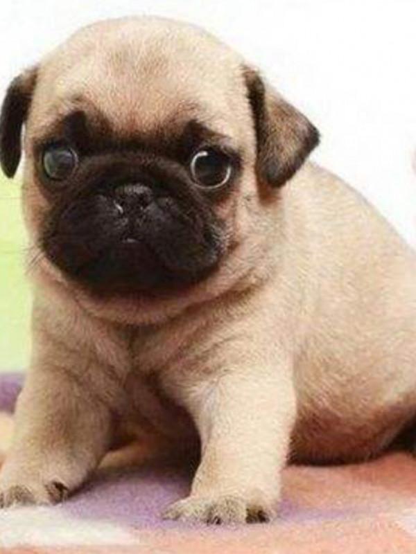 巴哥犬,易嘔吐,要注意 巴哥犬,易嘔吐,要注意